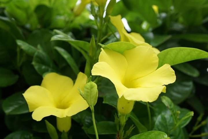 " Mandevilla"