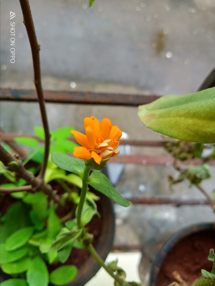beautyfull orange shade flower