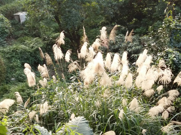 nature