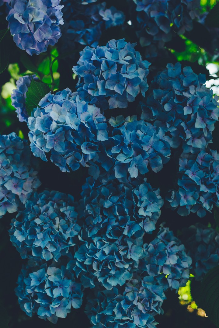 Hydrangea Blue Inflorescence