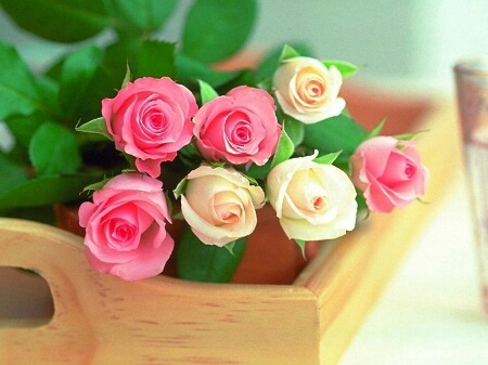 color full flower