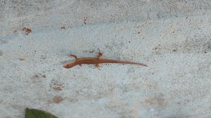 도마뱀, lizard