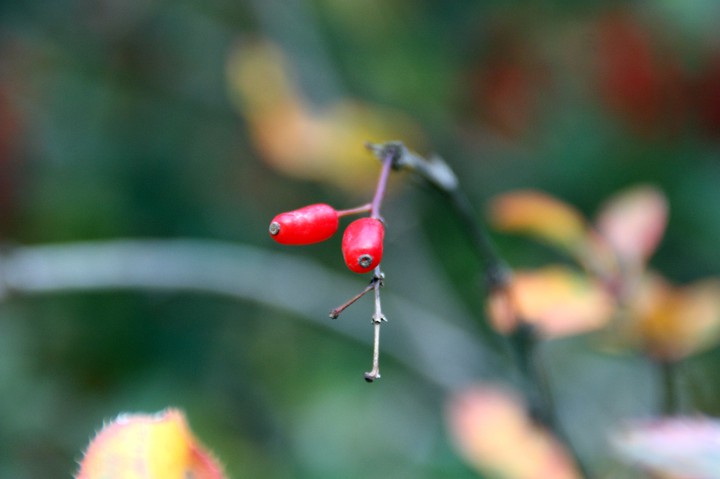 barberry