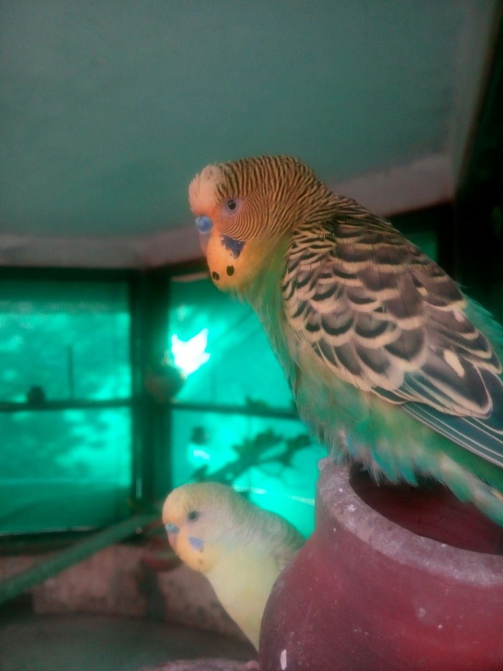 Birds