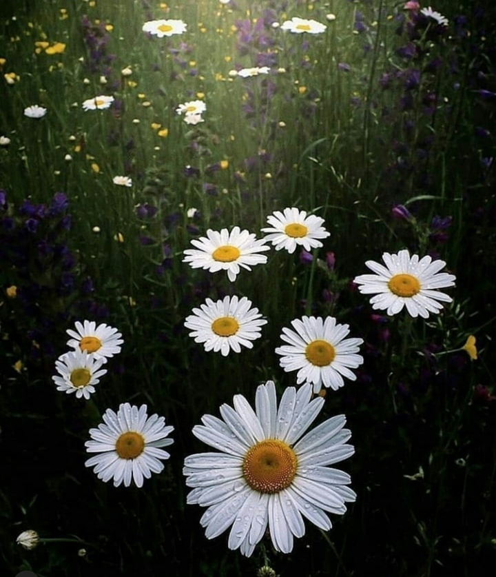 White flowers