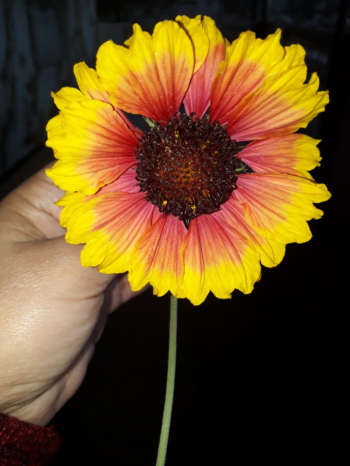 fleurs