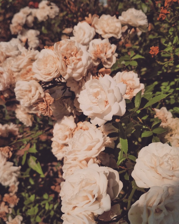 Summer rose