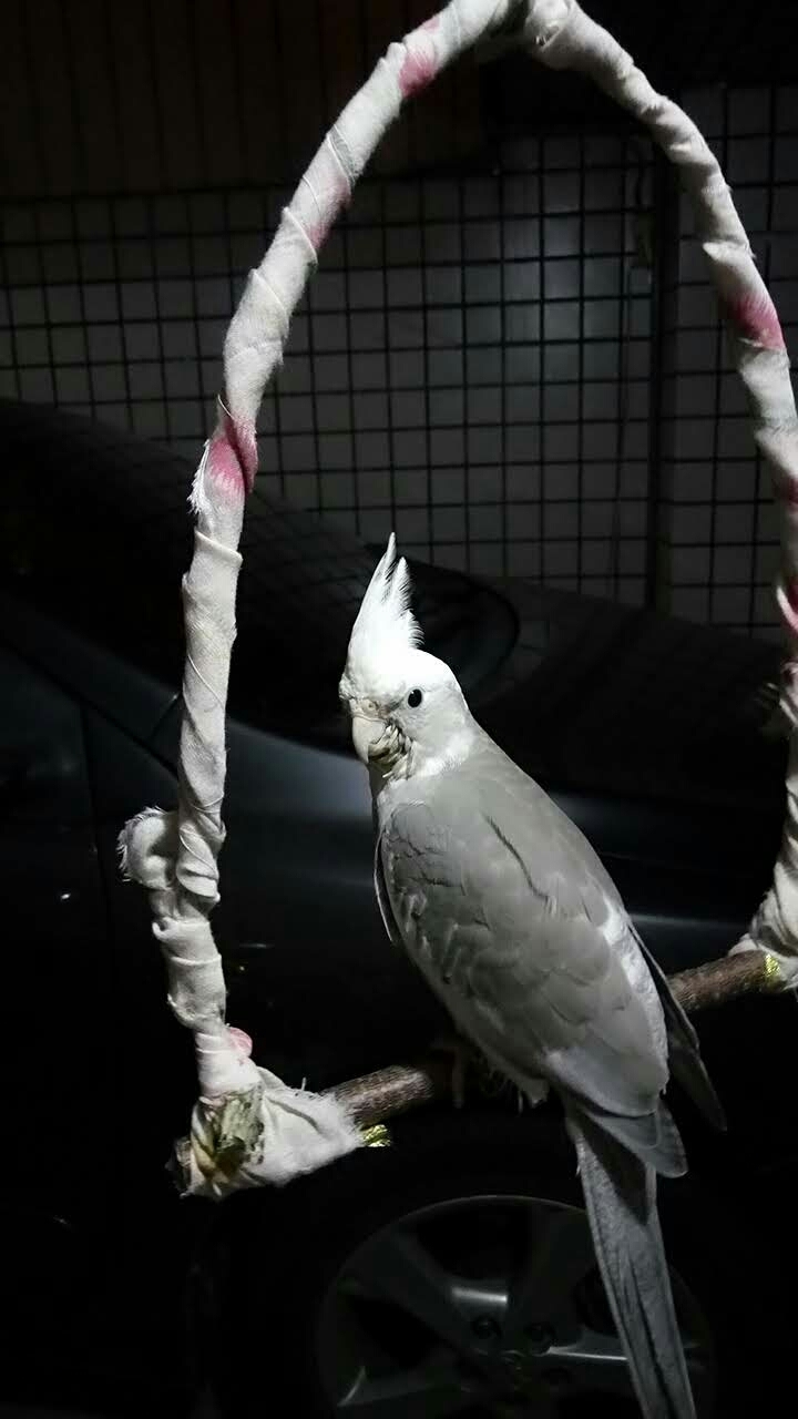 cockatiel