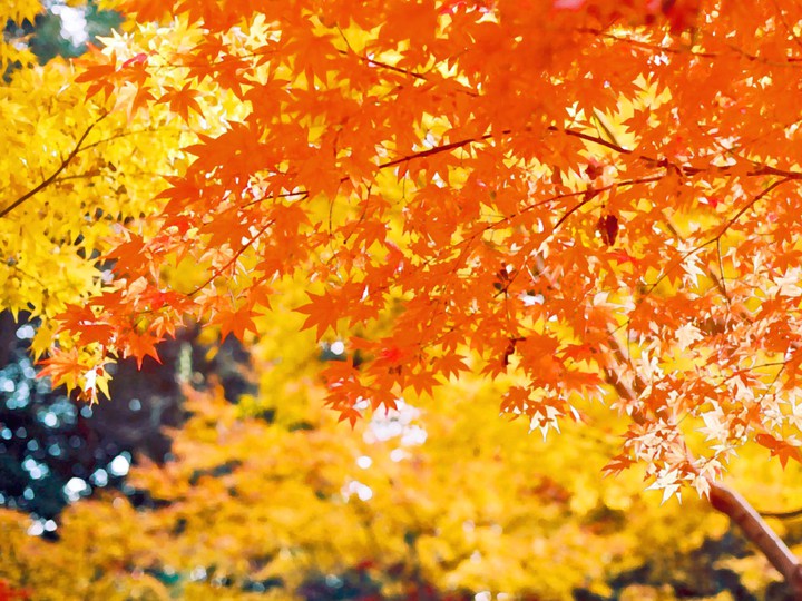 Fall tree