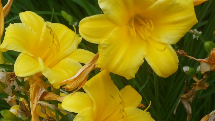 yellooww flowers 