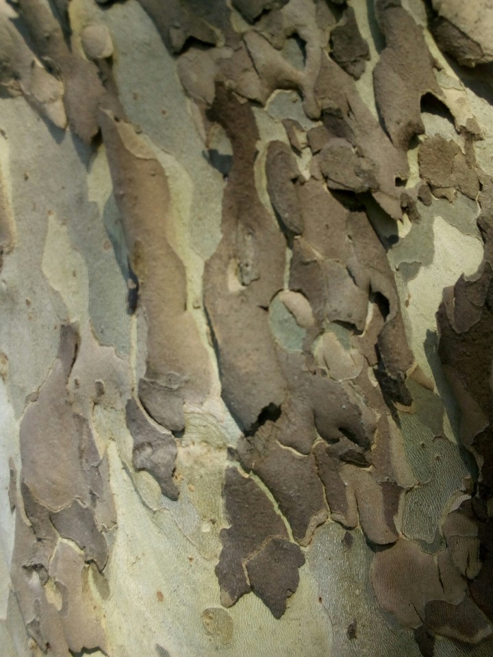 corteccia