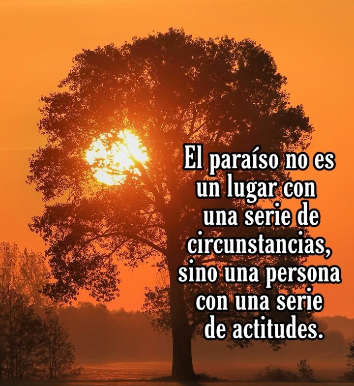 #sunset #tree #Orange #Atardecer #Árbol #Campo