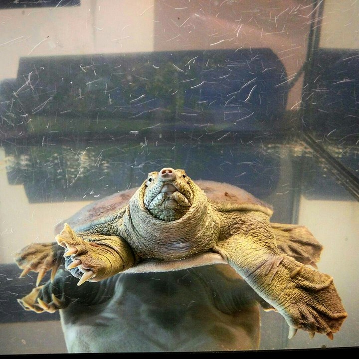 turtle