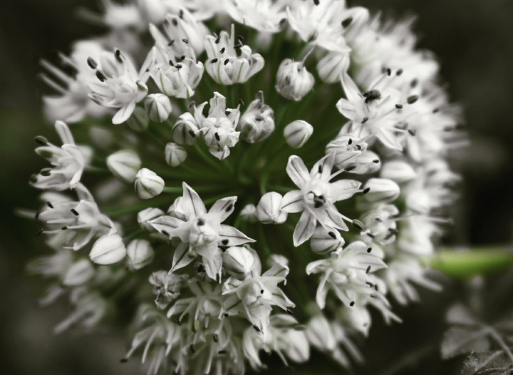 Blooms of Happiness