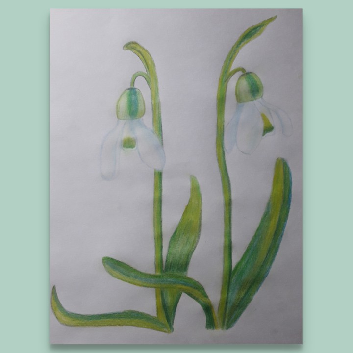 snowdrop