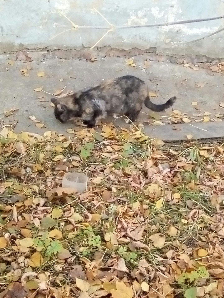 *Кошечка*