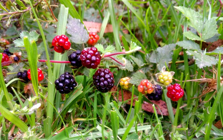 FRAMBUESAS.