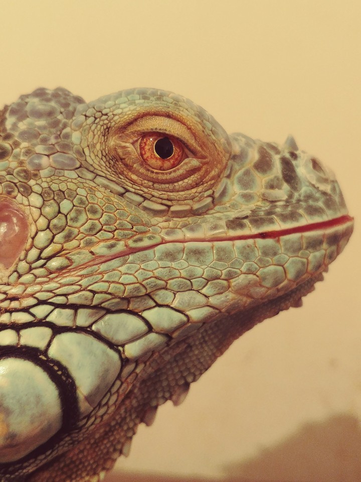 lizard