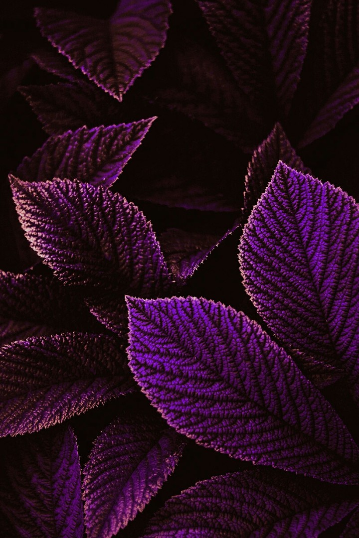 leaves