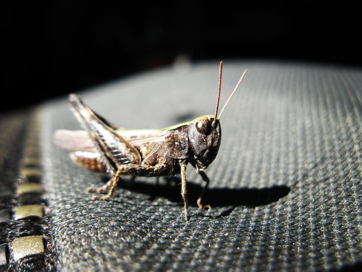 Grasshopper