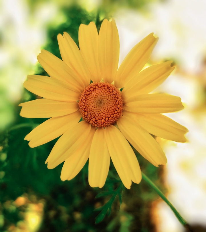 Yellow spring