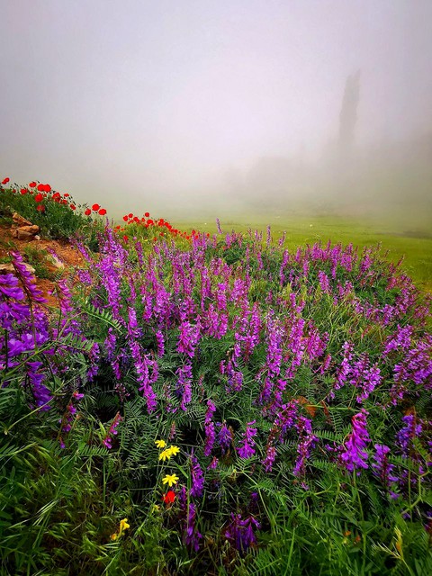 Red and purple alliance against gray