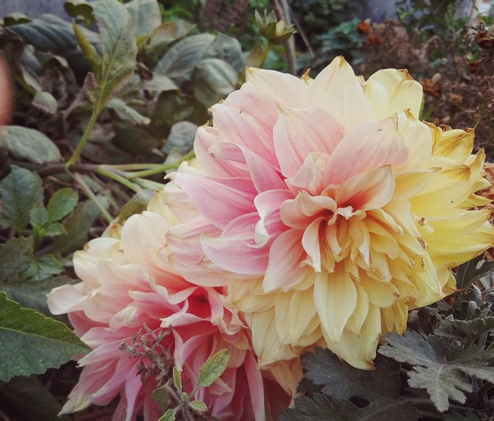 dhalia