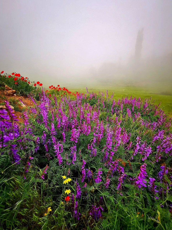 Red and purple alliance against gray