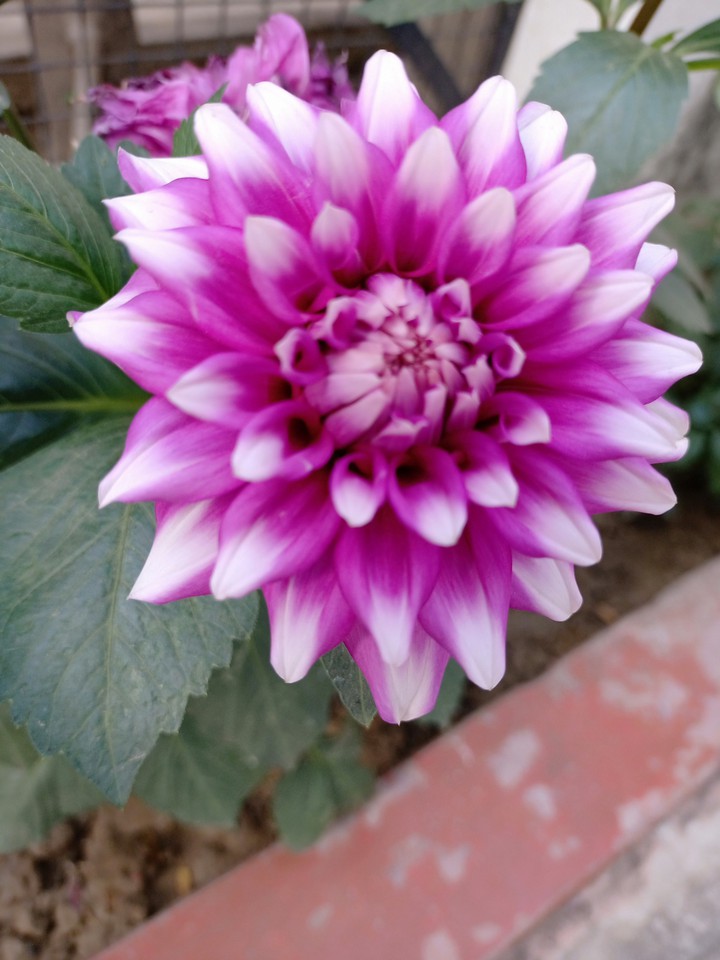 flower