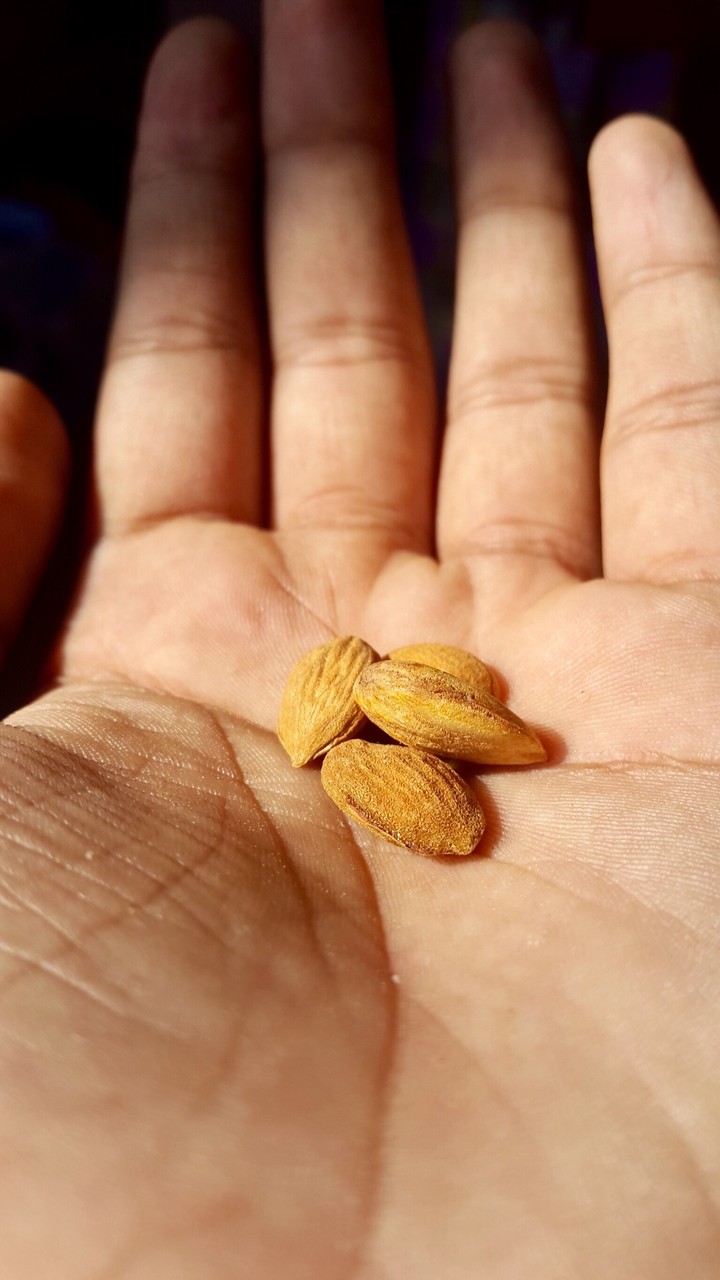 almonds in hand