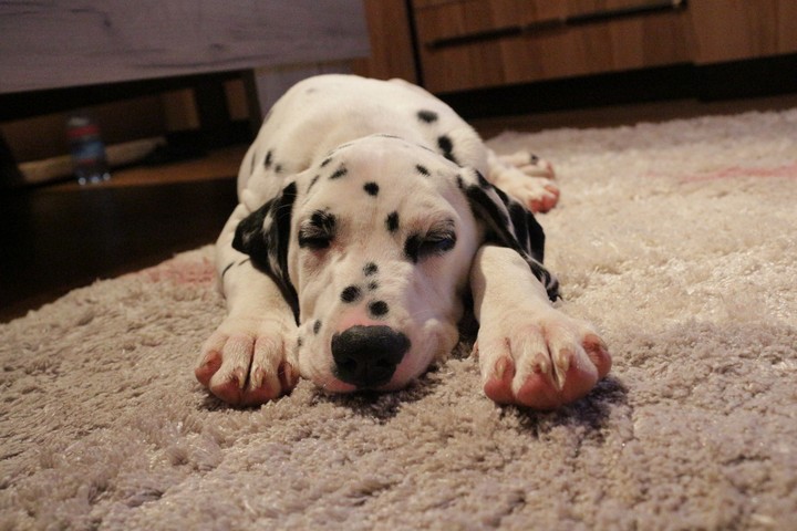 Dalmatian dog