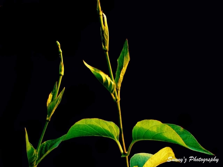 New life...new shine