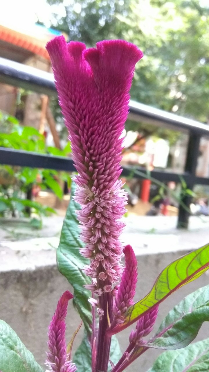 Different Plant