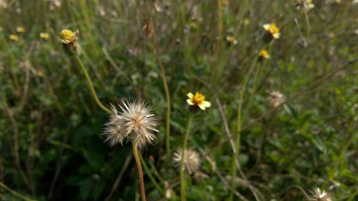 Tiny Flower