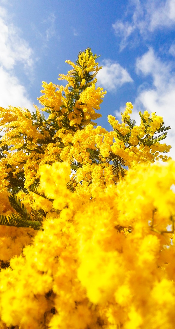flowers