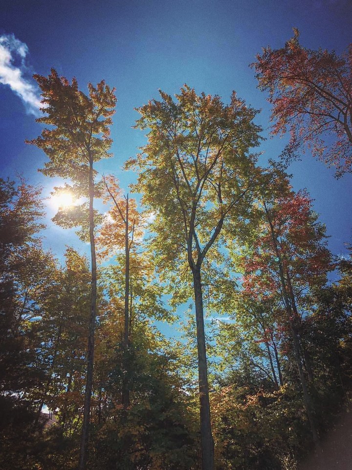 Trees
