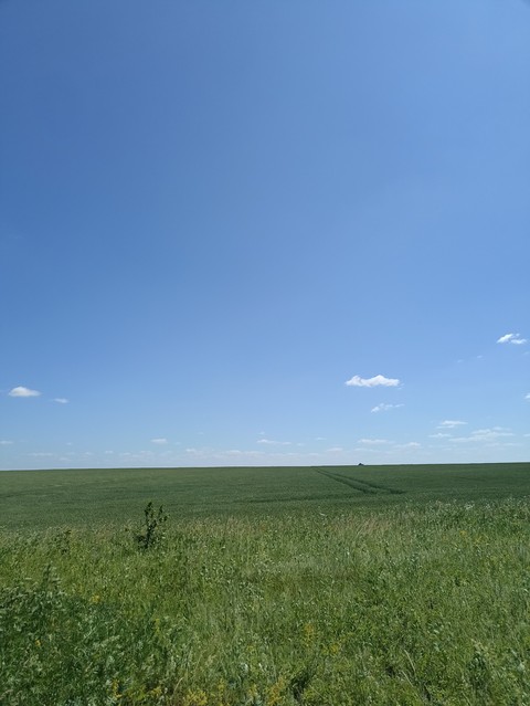 plant, landscapes háttérképek