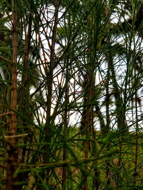 Through Green