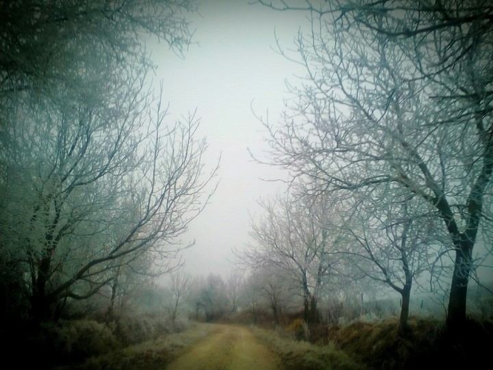 Snowy trees