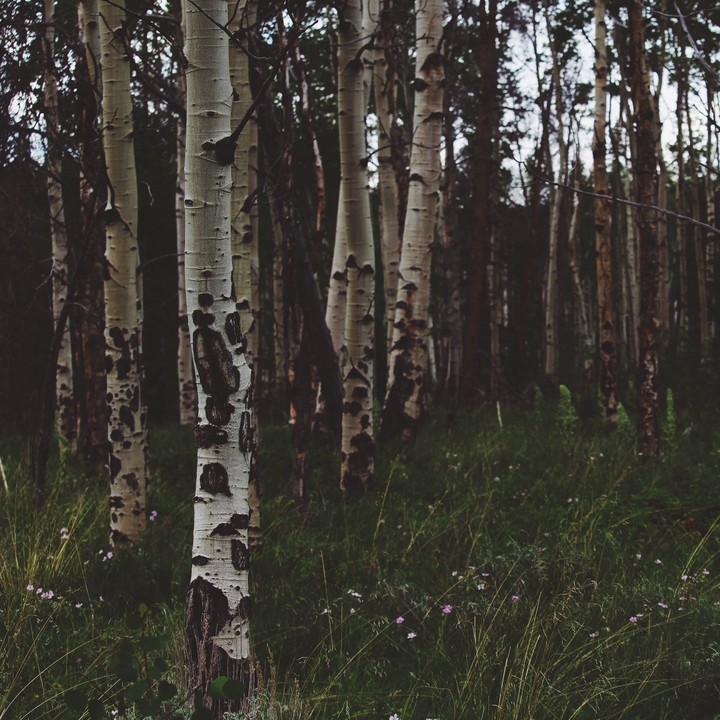 Woods