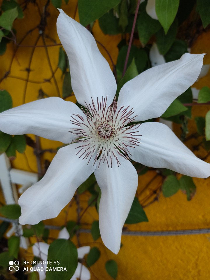 blancura