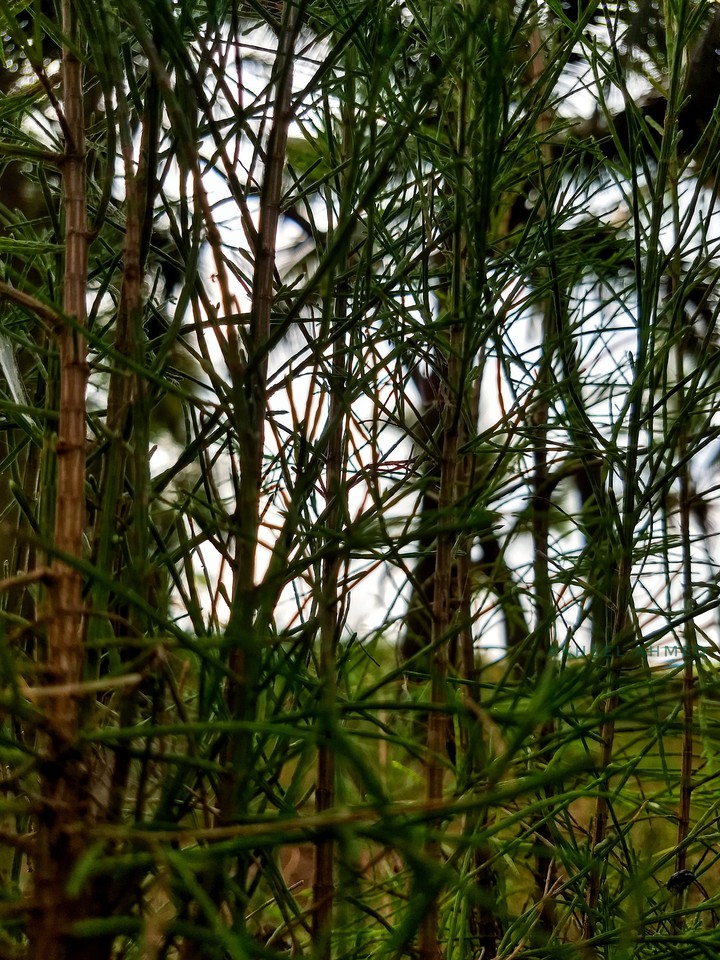 Through Green