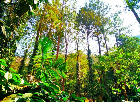 NatureDive