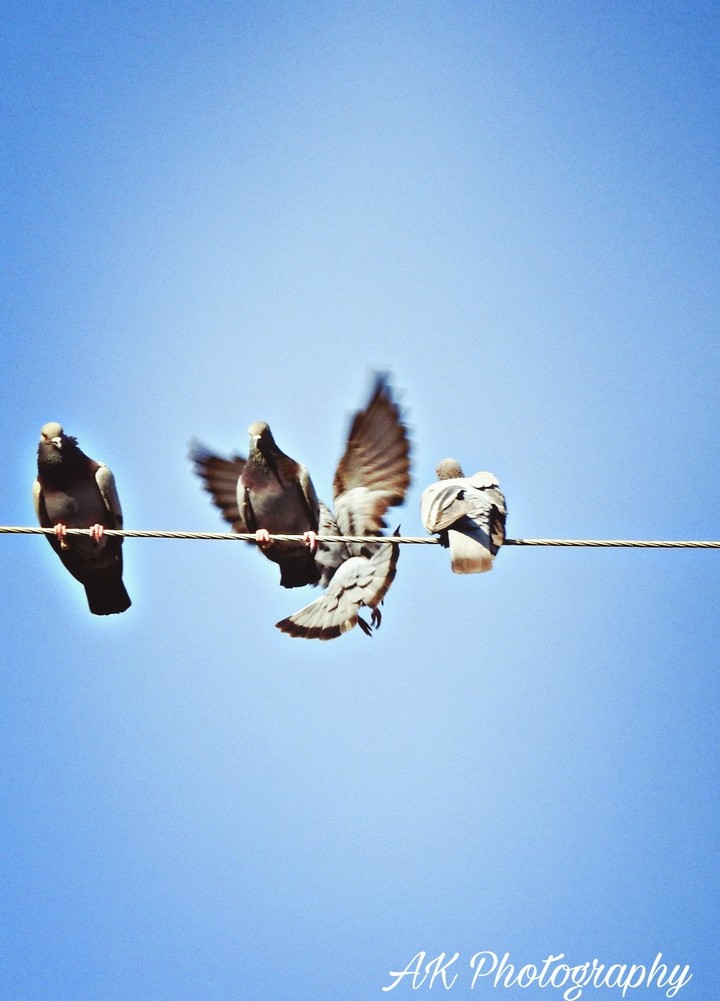 flying pigeon