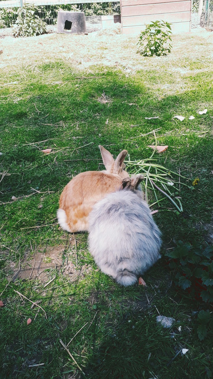 rabbits