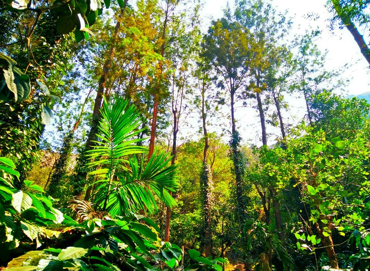 NatureDive