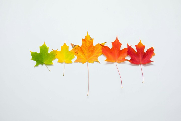 leaf