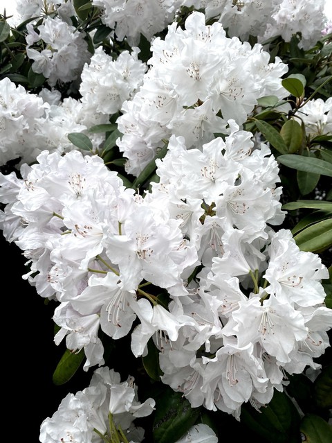 обои shrub, subshrub