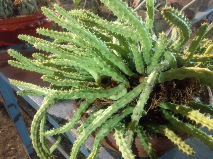 cactus