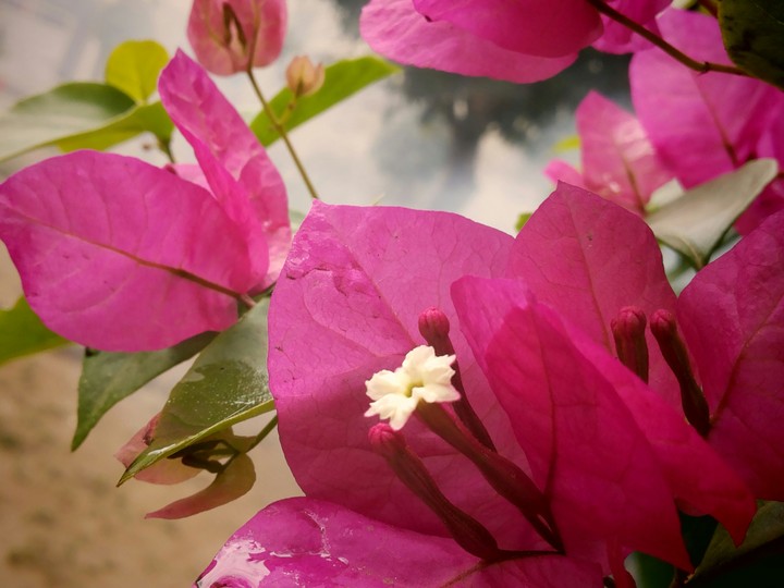 Flora